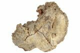 Unique, Agatized Fossil Coral Geode - Florida #188146-2